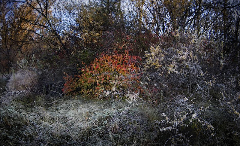 Heart of the Forest Heart of the Forest