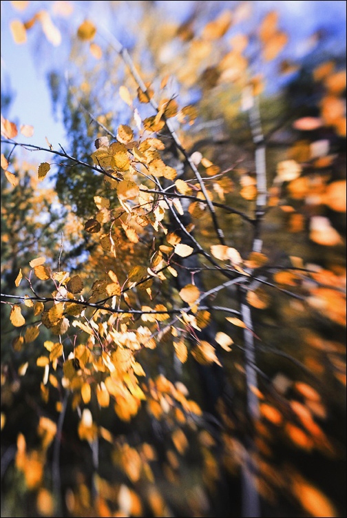 Last Autumn Last Autumn
