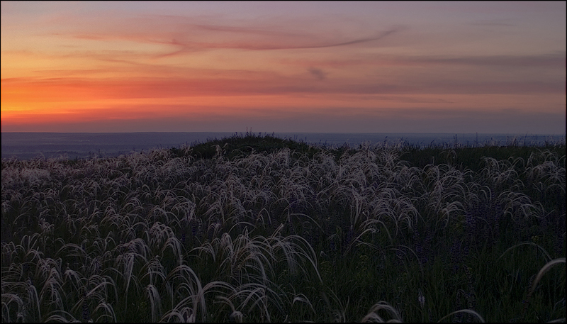 Feather Grass