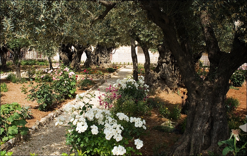 Garden of Gefsimane