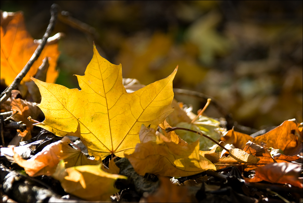 Bright Leaf Bright Leaf