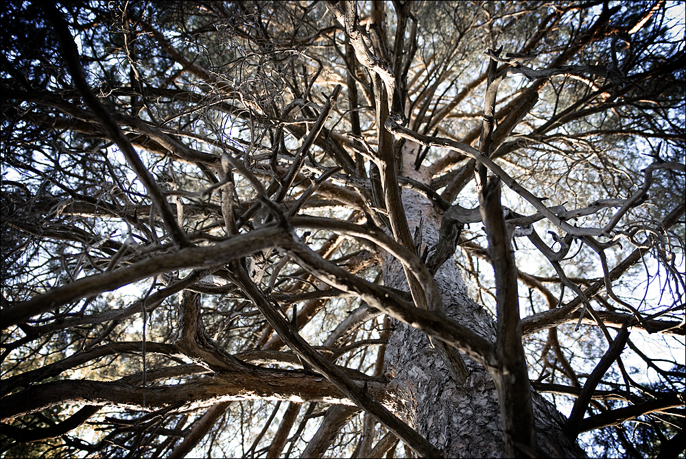 Boughs Boughs