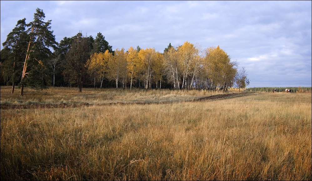 Autumn Evening