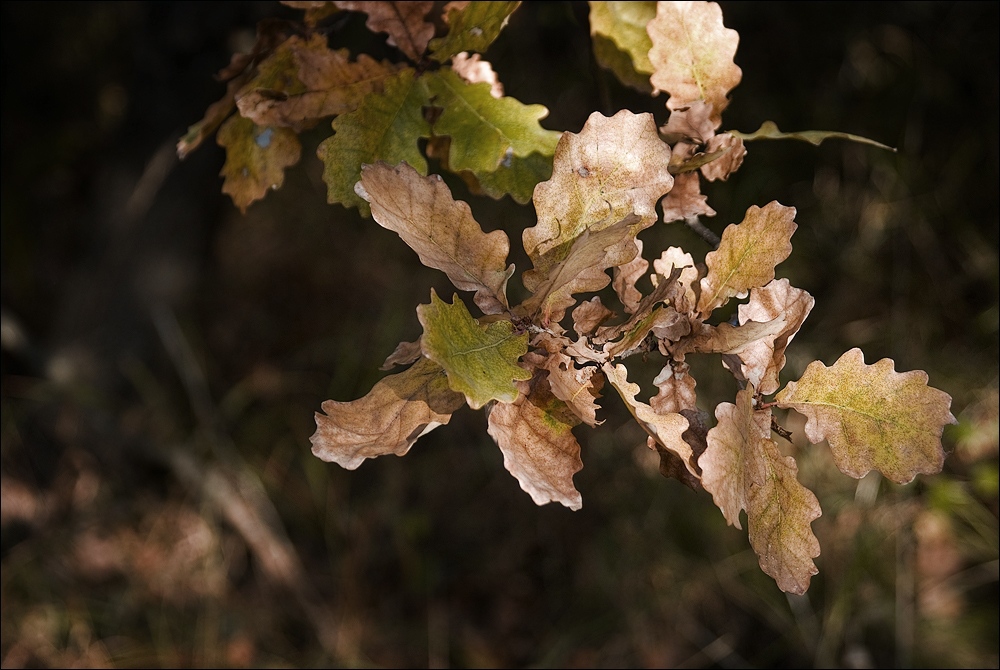 Autumn Leaves