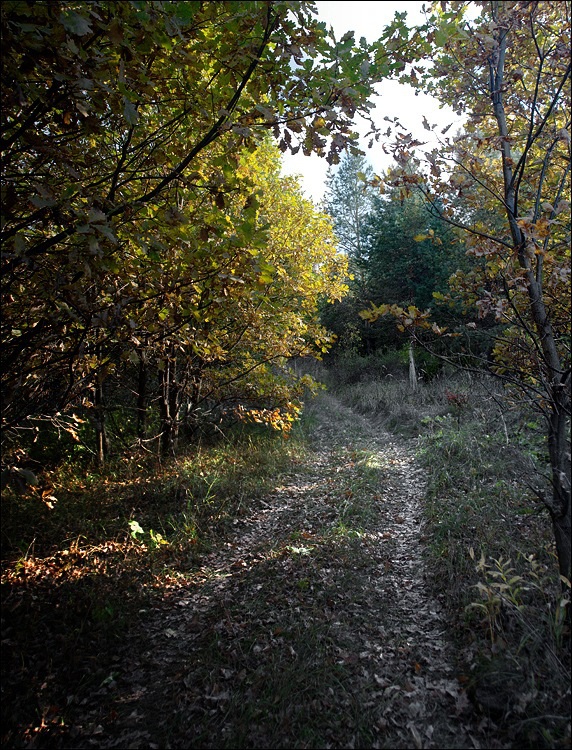 Forest_Track Forest_Track