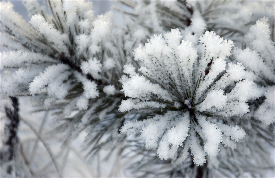 Fluffy Pine