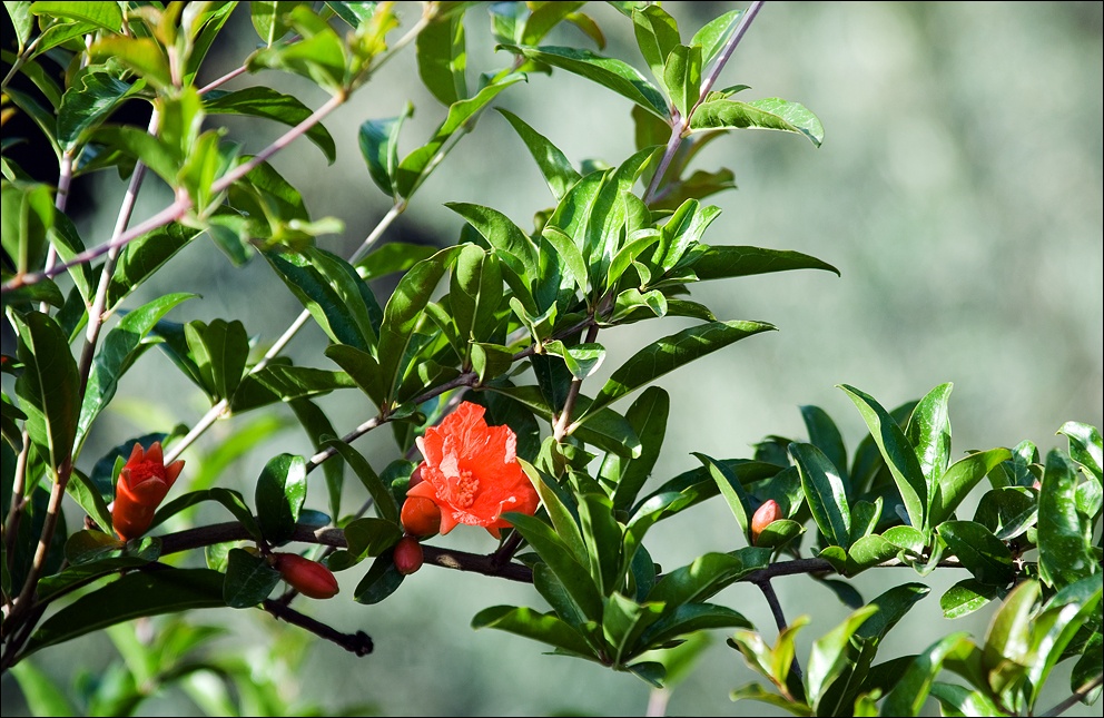 Spring pomegranate Spring pomegranate
