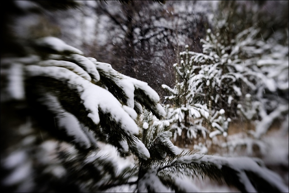 Snow Heart of the Forest