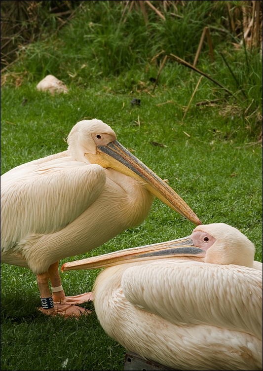 Couple Couple