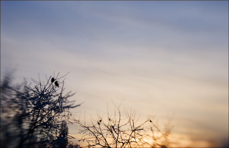 Frosty Birds Frosty Birds