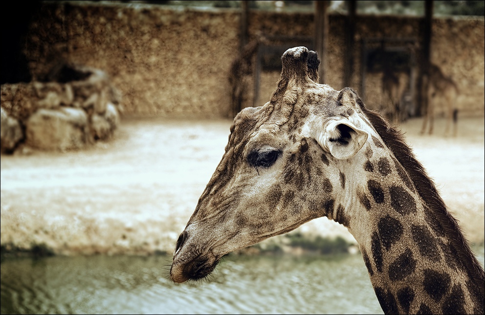 Giraffe