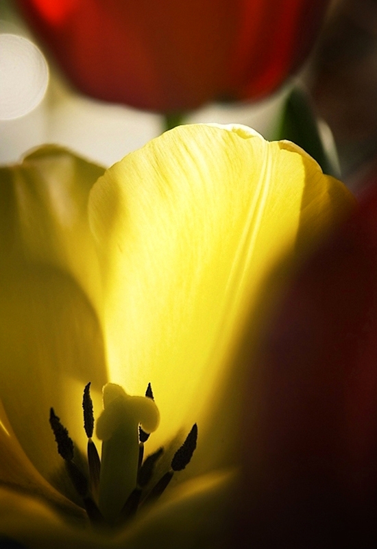 Yellow in Red Yellow in Red