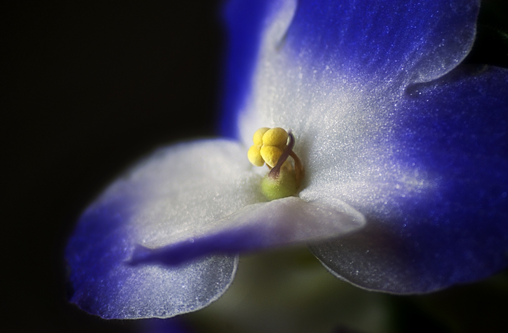 Petals Petals