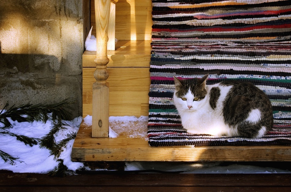Winter sun Winter sun