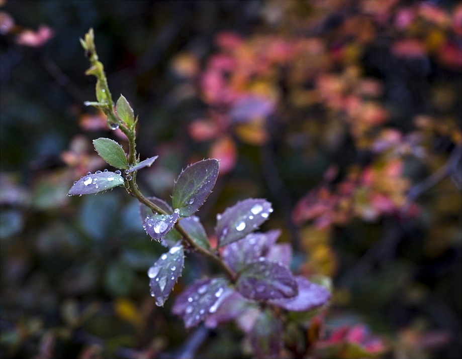 Autumn drops Autumn drops