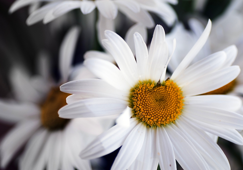 Oxeye daisy