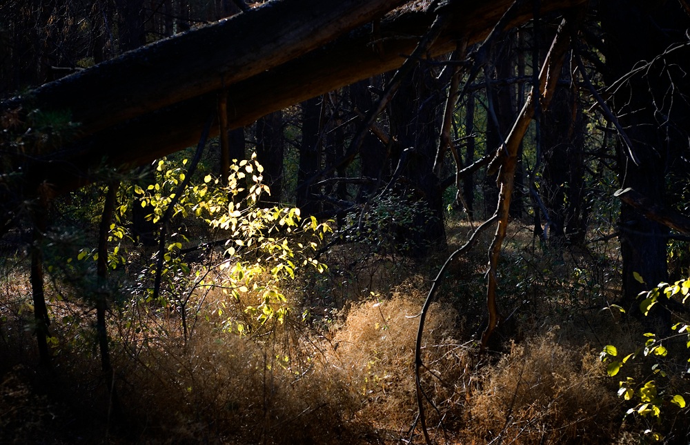 Autumn Light Autumn Light