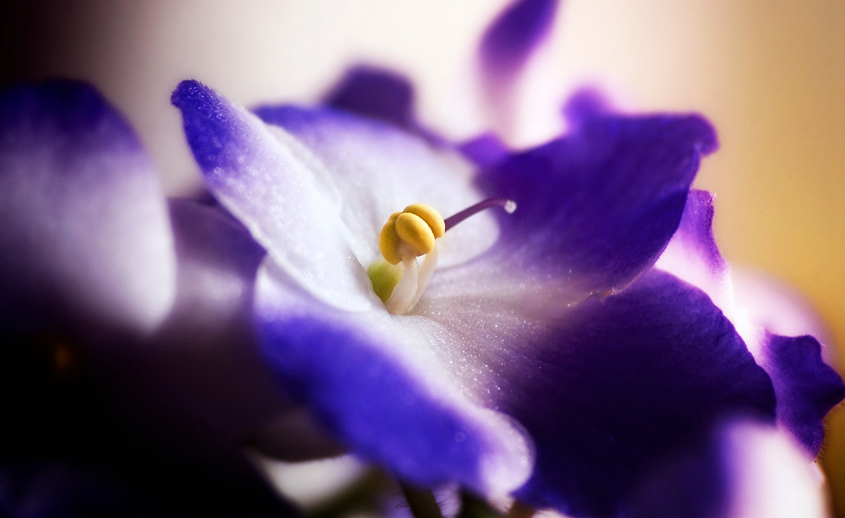Ultra Violet Ultra Violet