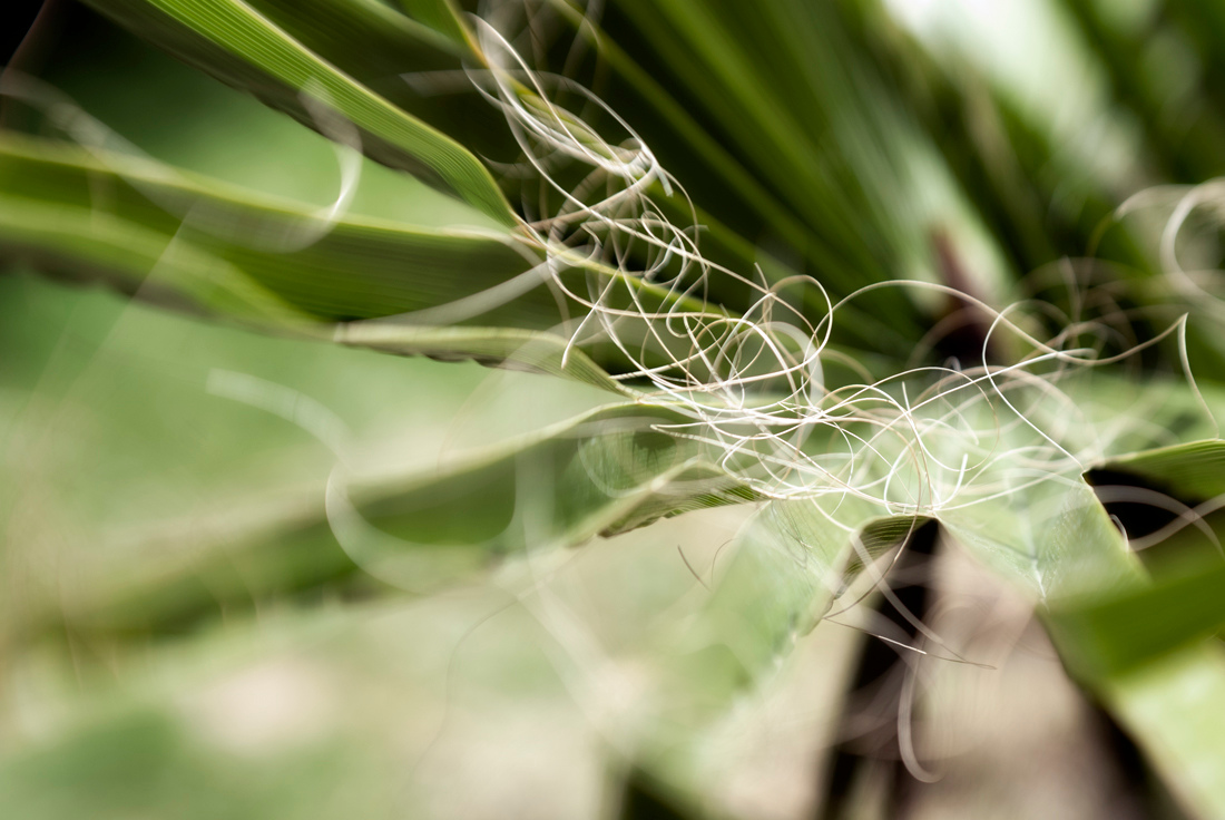 Green Abstract