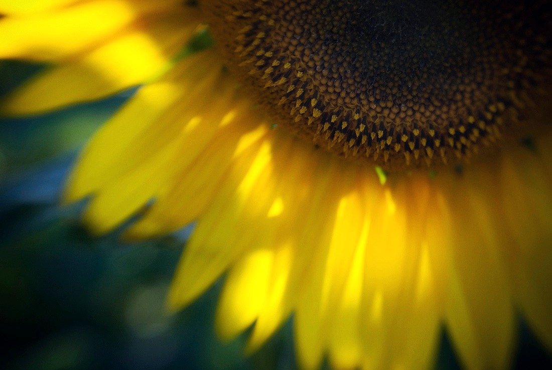 Sun Close-Up ) Sun Close-Up )