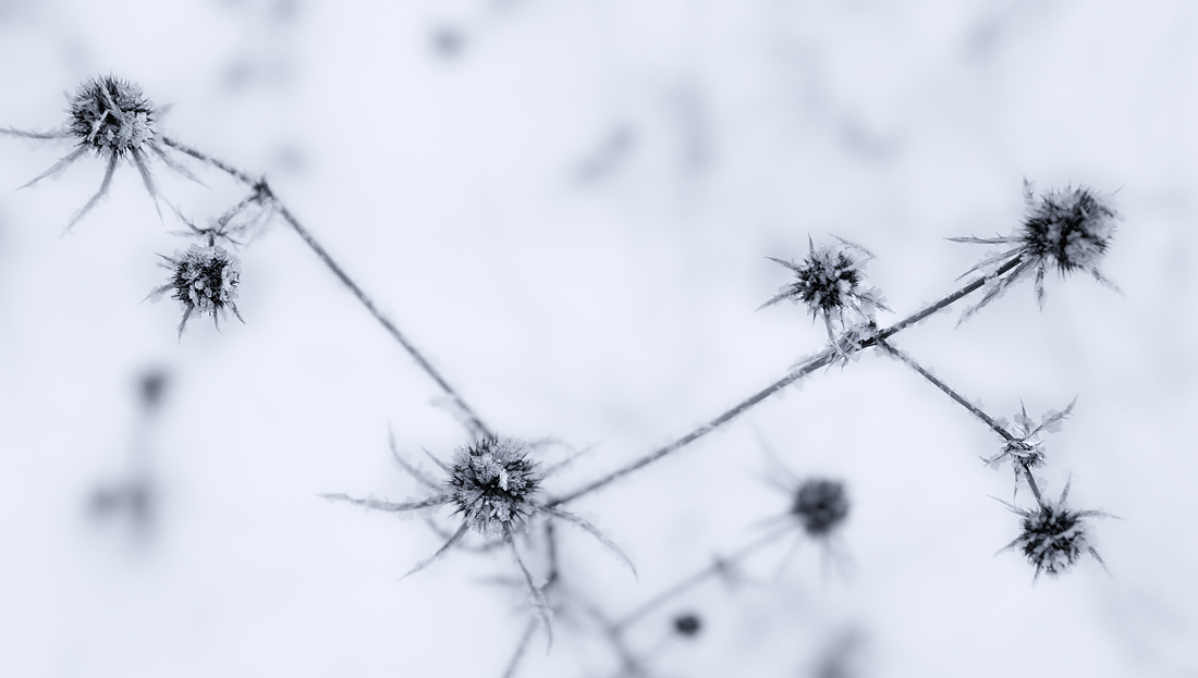 Constellation Constellation
