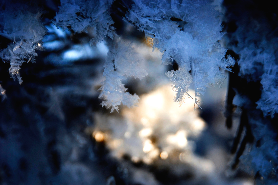Christmas Dream Christmas Dream