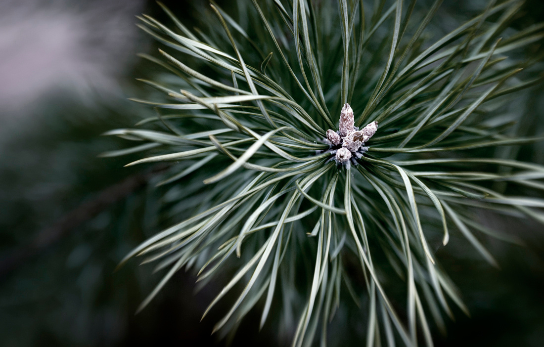 Silver Green