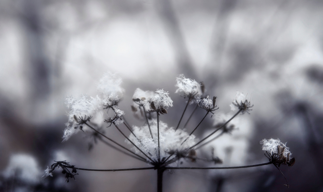 Fragile winter fluff