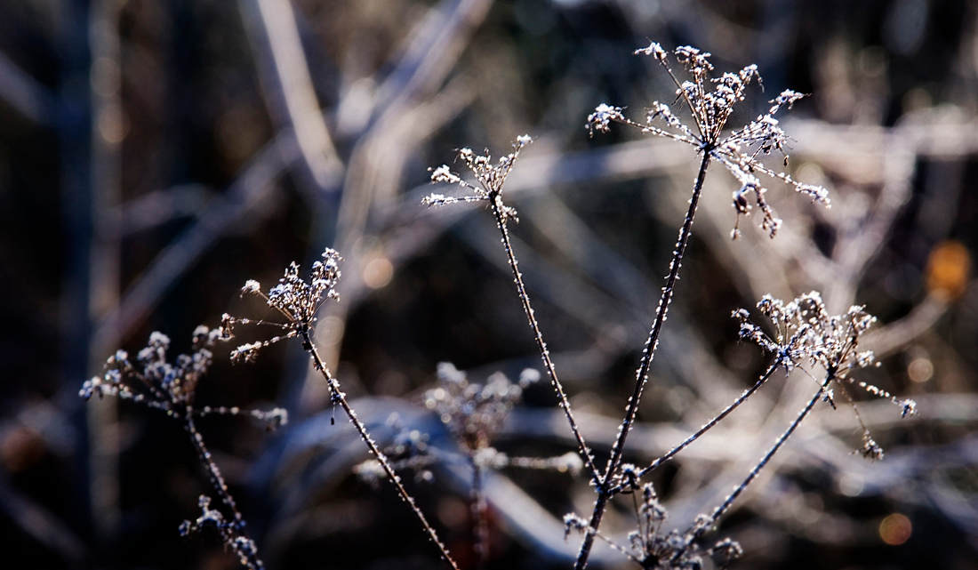 Frosty Forest