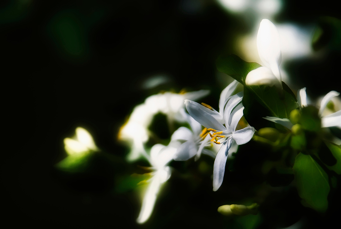 Smell Smell