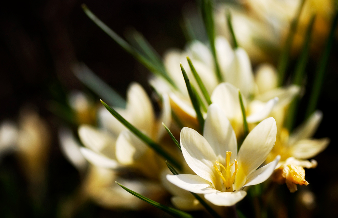 The first spring flowers