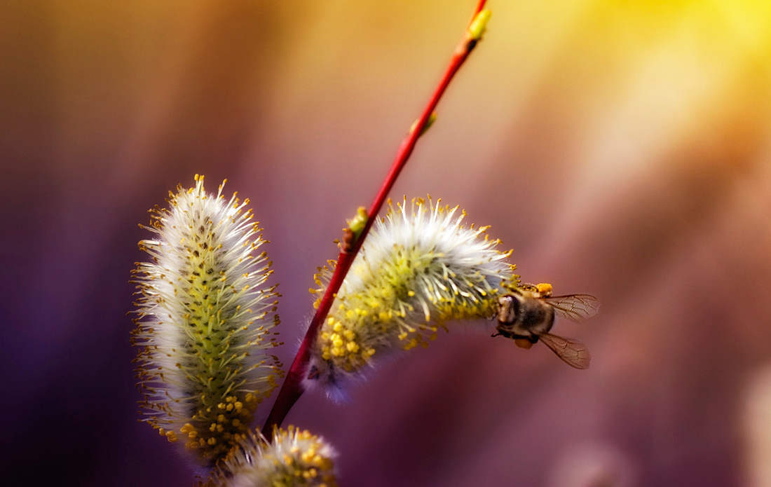 First Spring Nectar