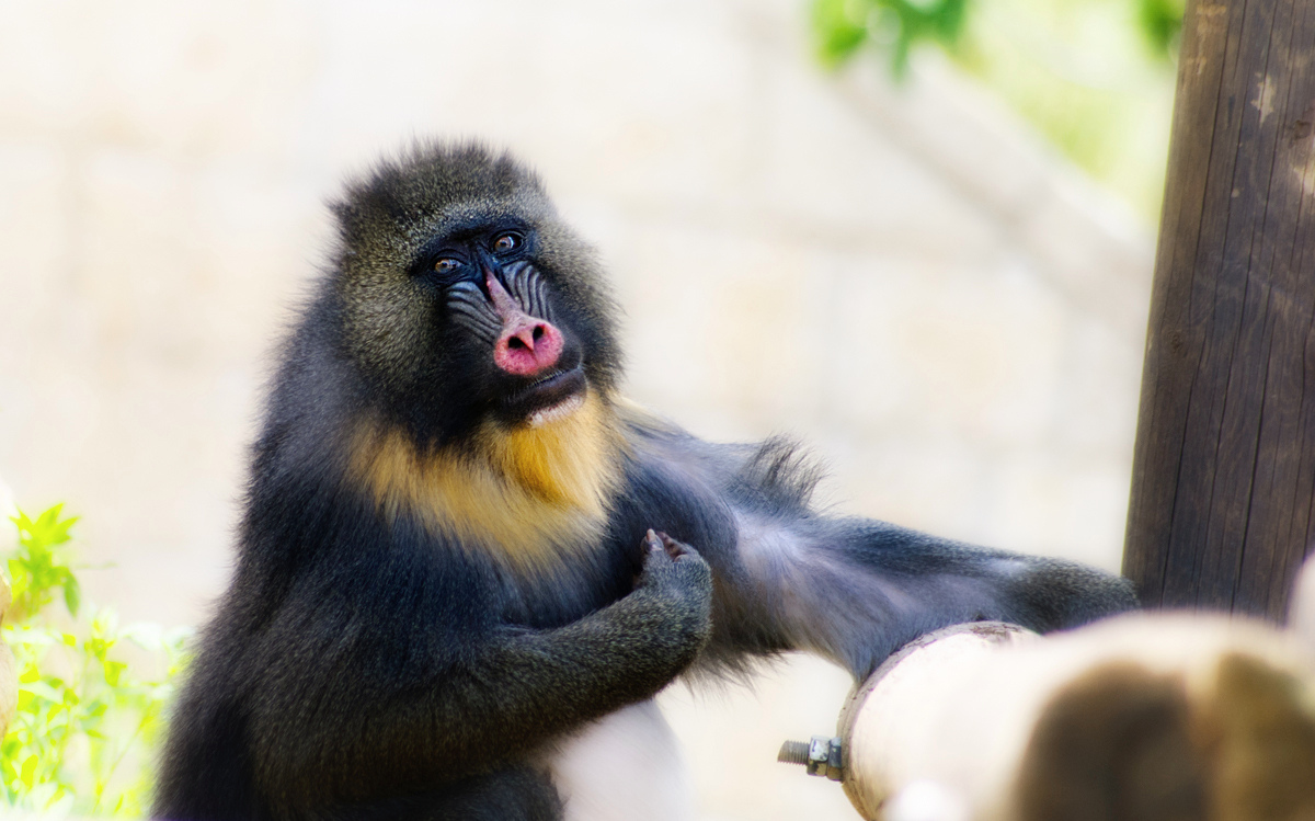 Jerusalem Zoo: Im a Kingpin