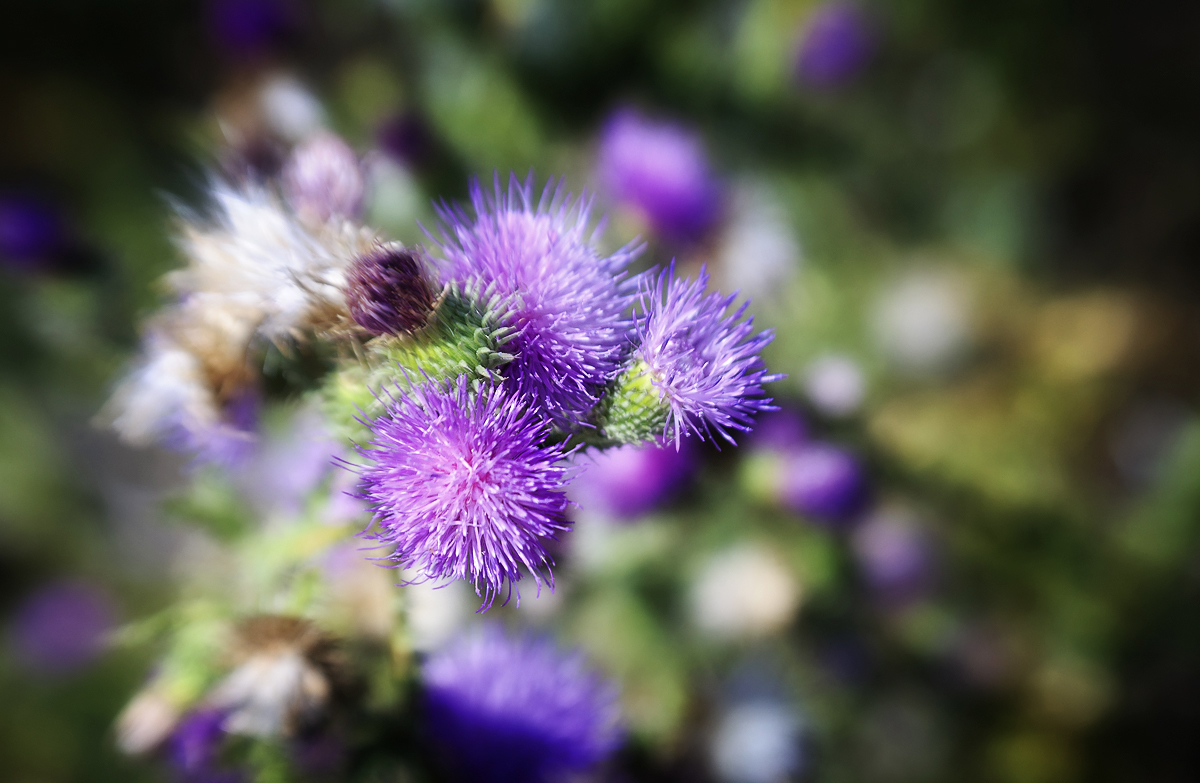 August Bouquet