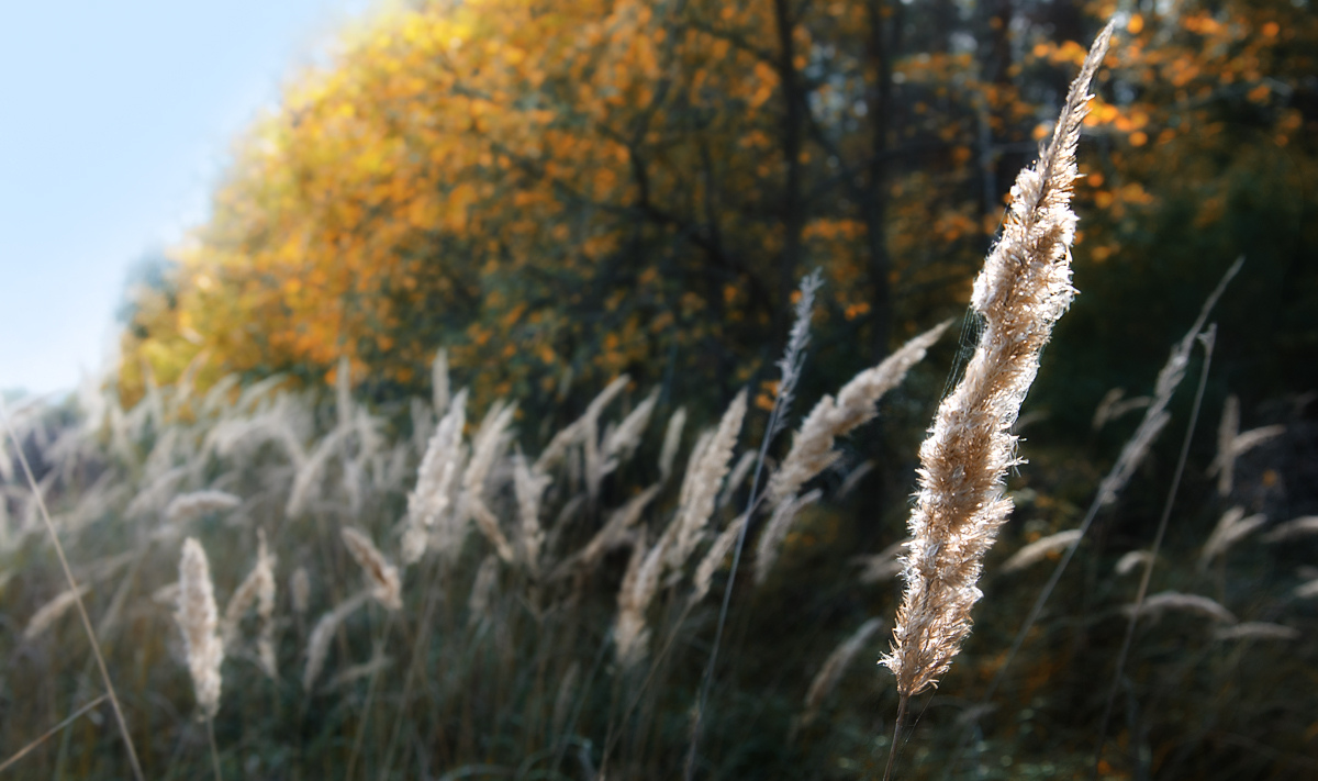 Autumn Backlight