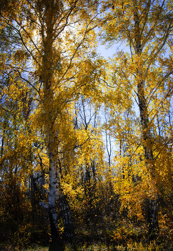 Harmony in Blue and Gold