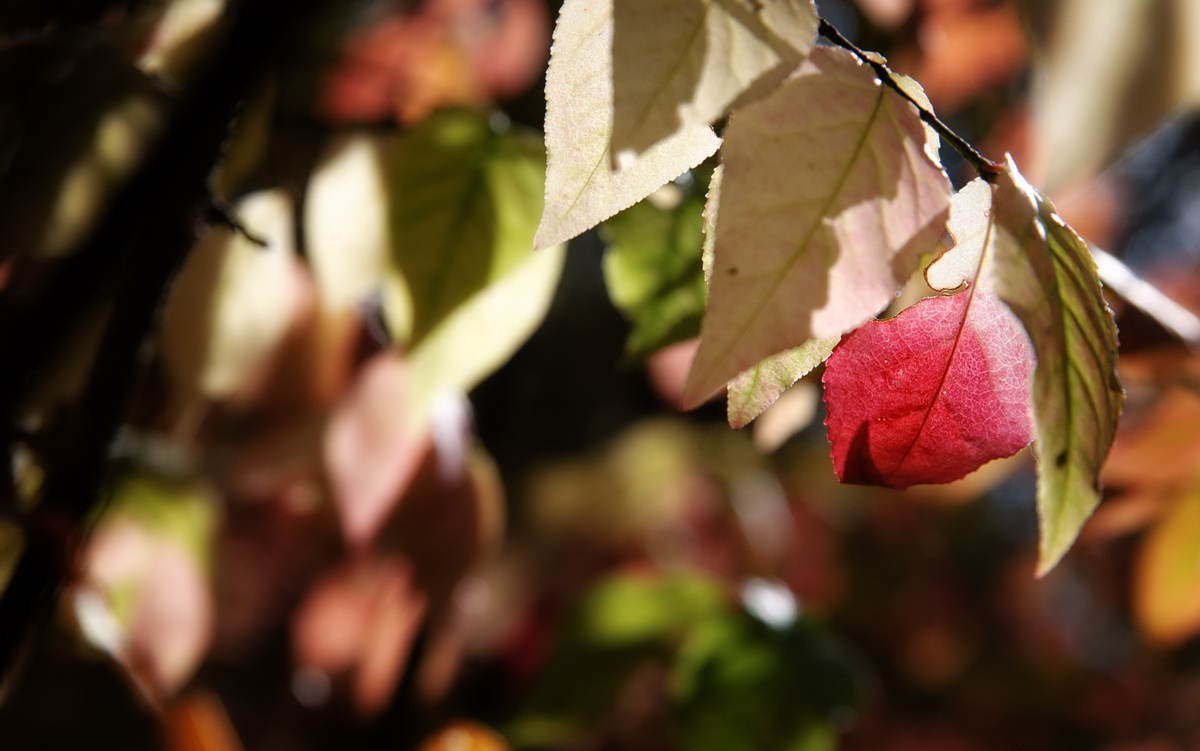 Autumn Bokeh