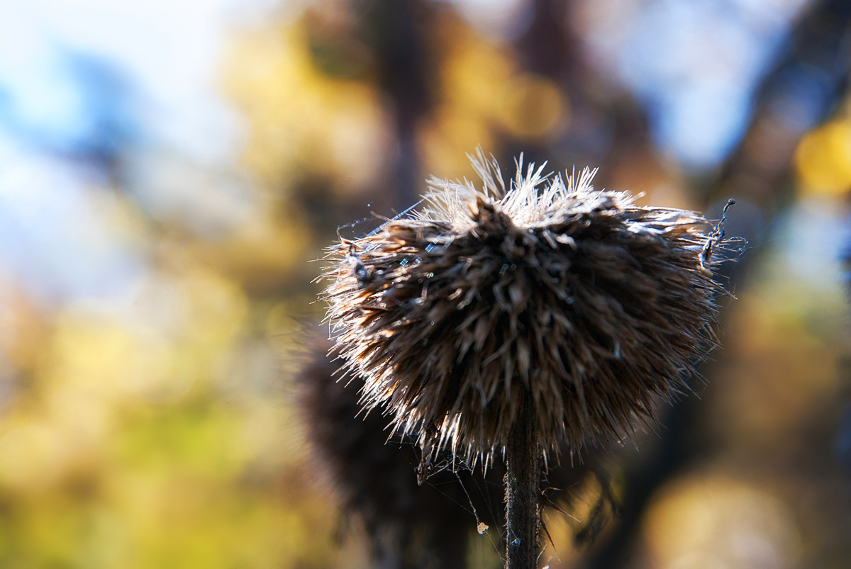 Autumn Bokeh: Part Two