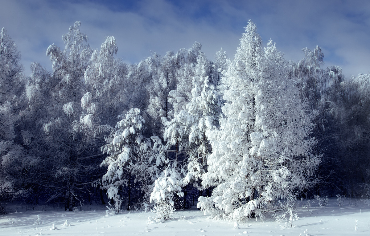 Snow Harmony