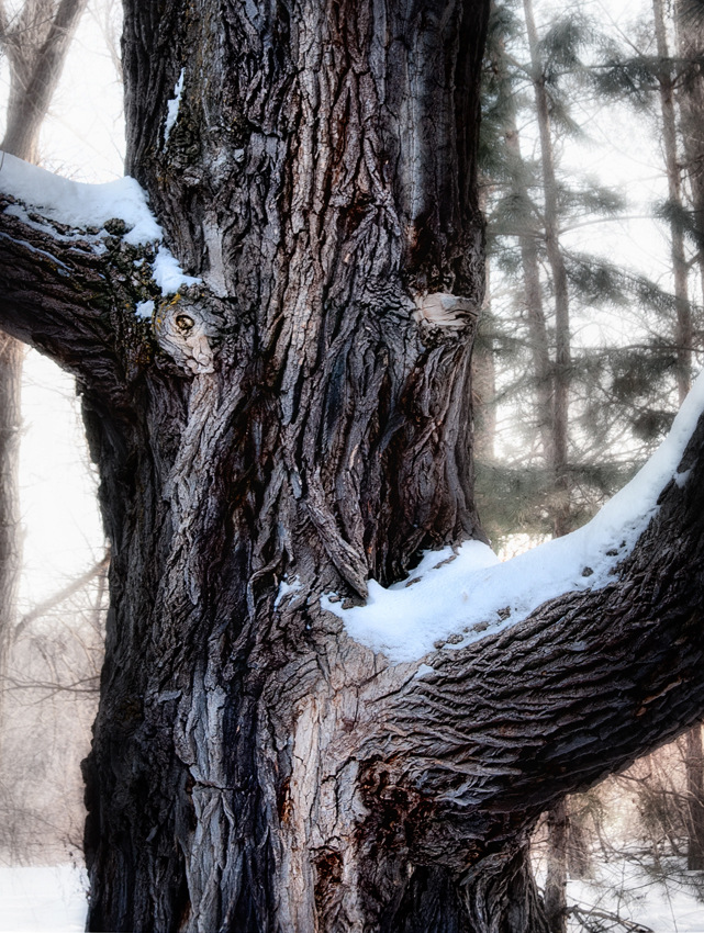 Fangorn Fangorn