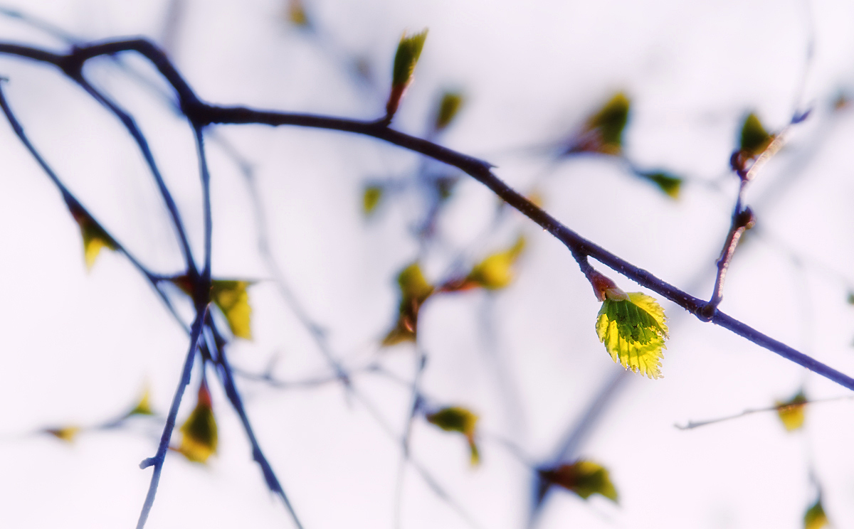 Spring is Coming