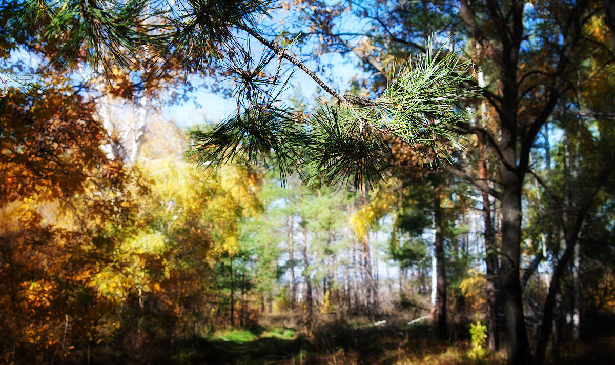 Autumn in NeverLand Autumn in NeverLand