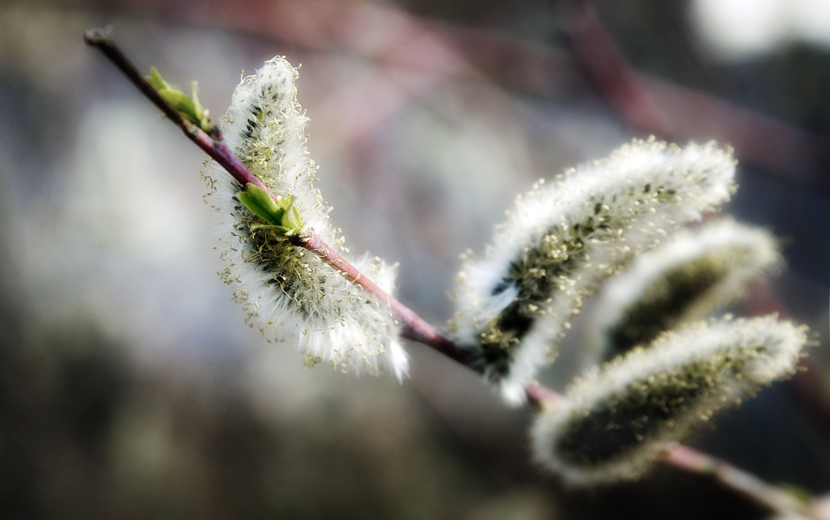 Pussy Willow: Spring is Here Pussy Willow: Spring is Here