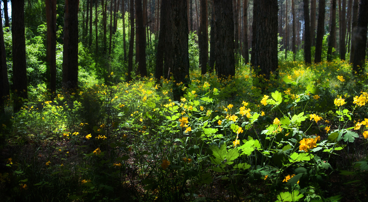 Spring Forest