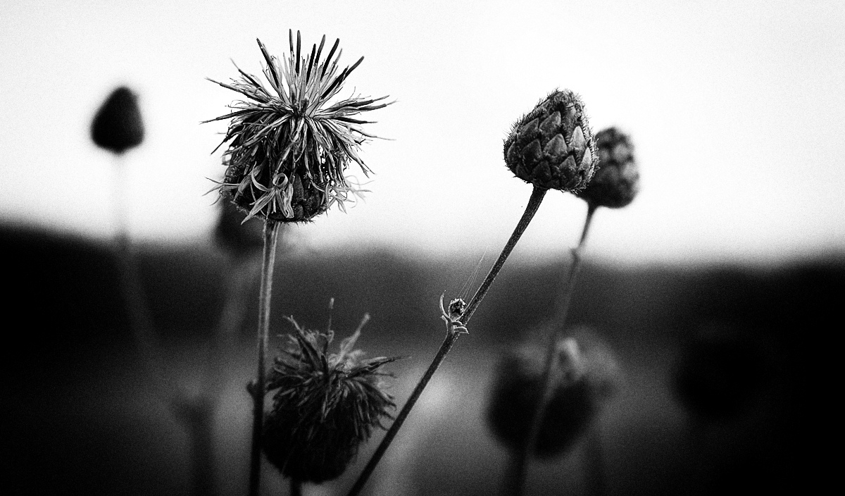 Evening Conversation Evening Conversation