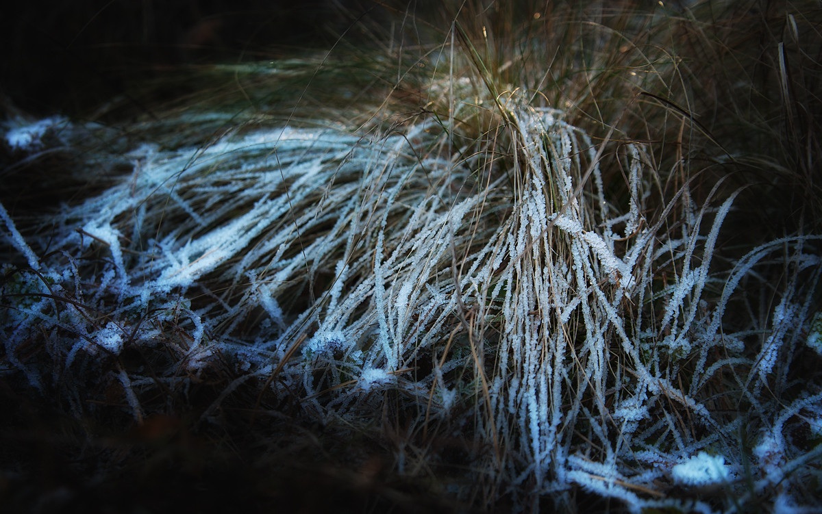 Morning Frost Morning Frost