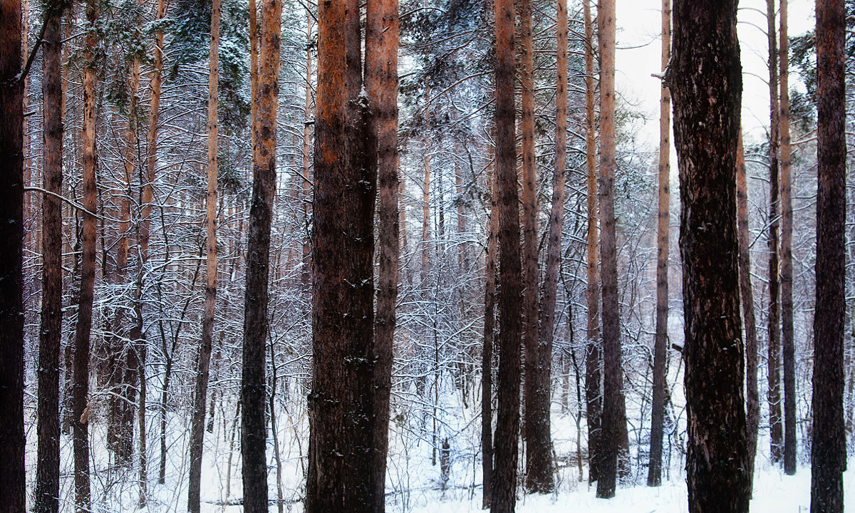 Frozen Forest