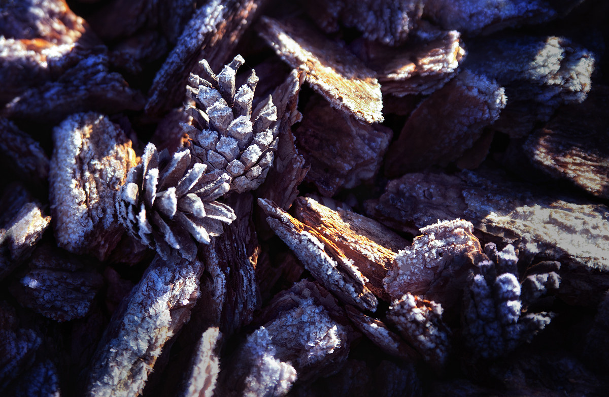 Frosty morning Frosty morning