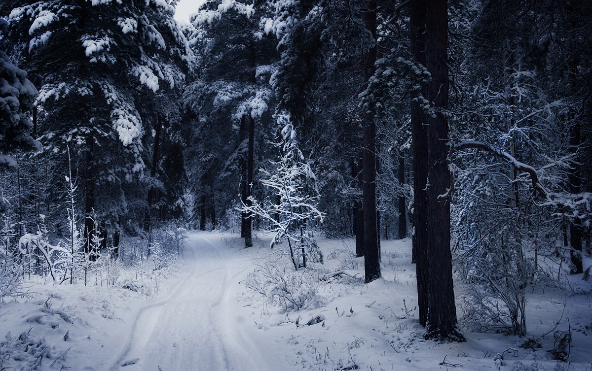 Snowy Winter: Somwhere in forest