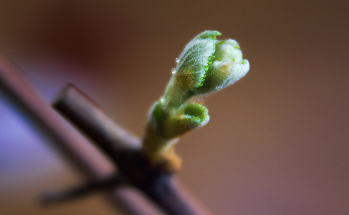 Spring Spring